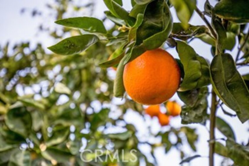 25184 Sumac Court Photo