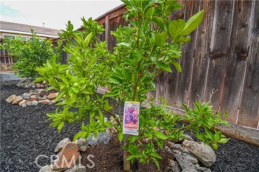 29916 Circinus Street Photo