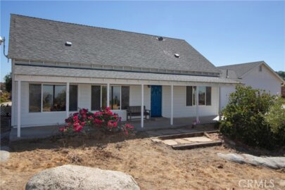 39330 Gray Squirrel Photo