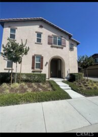 41420 Yellow Birch Photo