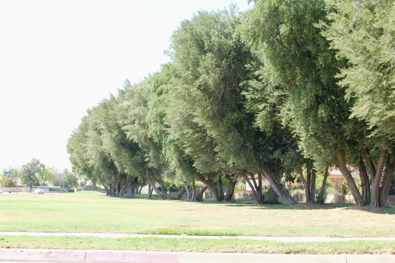 Seven Hils and her amazing trees, hemet California