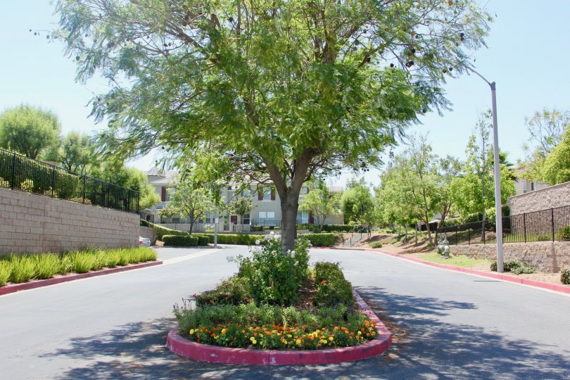 Skyview Ridge murrieta California with lot of windows broad walls, planted trees, long lights and colorful flowers