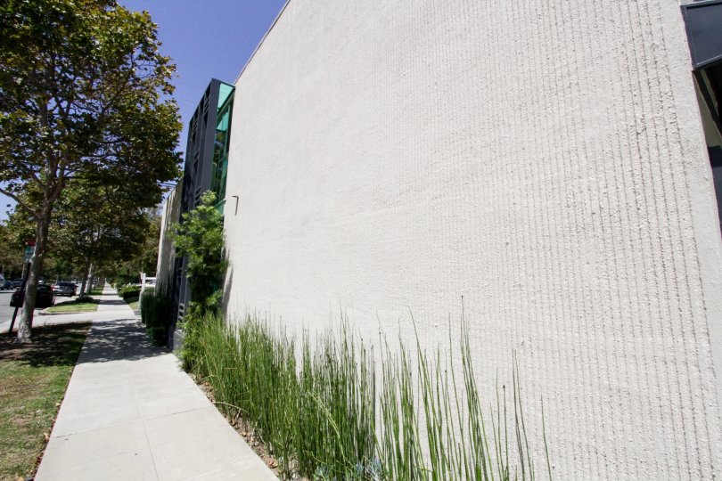 The greenery seen around the walls of McCarty Courtyard