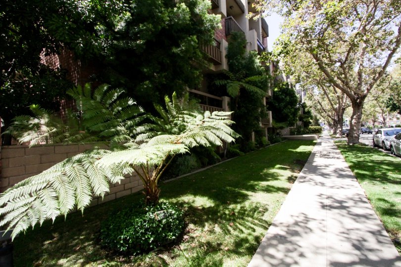 The landscaping around Linden Drive in Beverly Hills