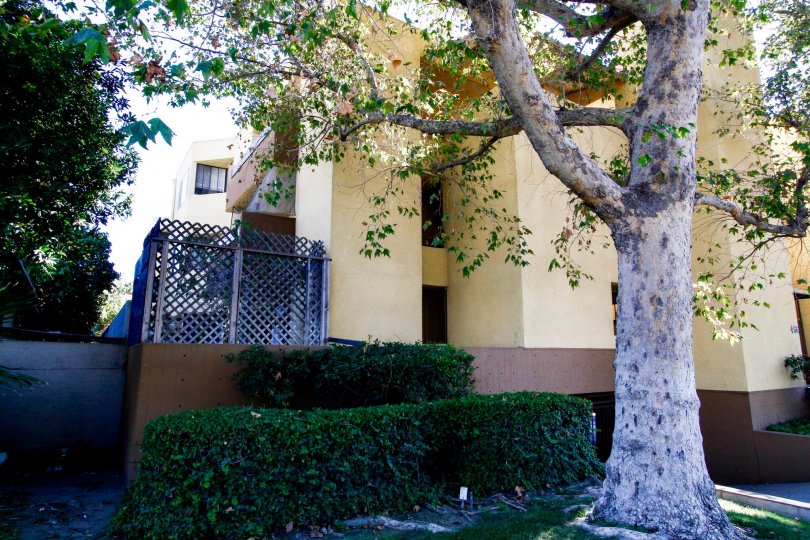 The tree outside of Milford Terrace