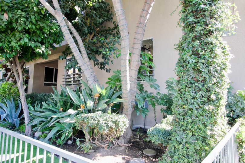 The landscaping around Sycamore Townhomes in Hollywood, California