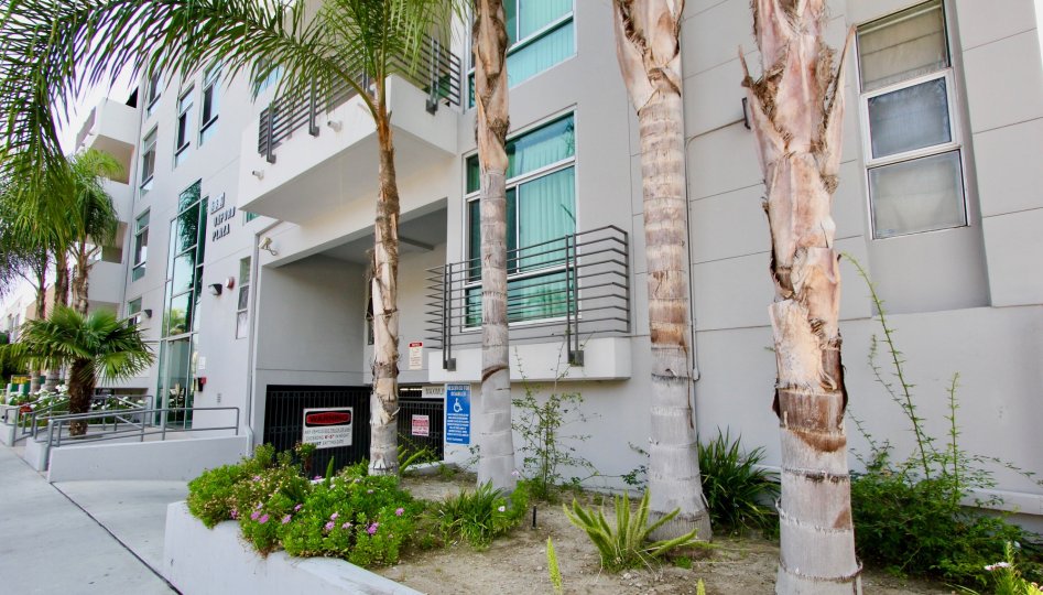 An Oxford Plaza apartment building with plam trees.