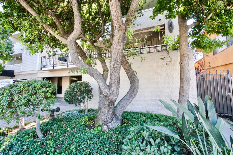 The landscaping around the Bermuda Street Condominiums in Long Beach, California