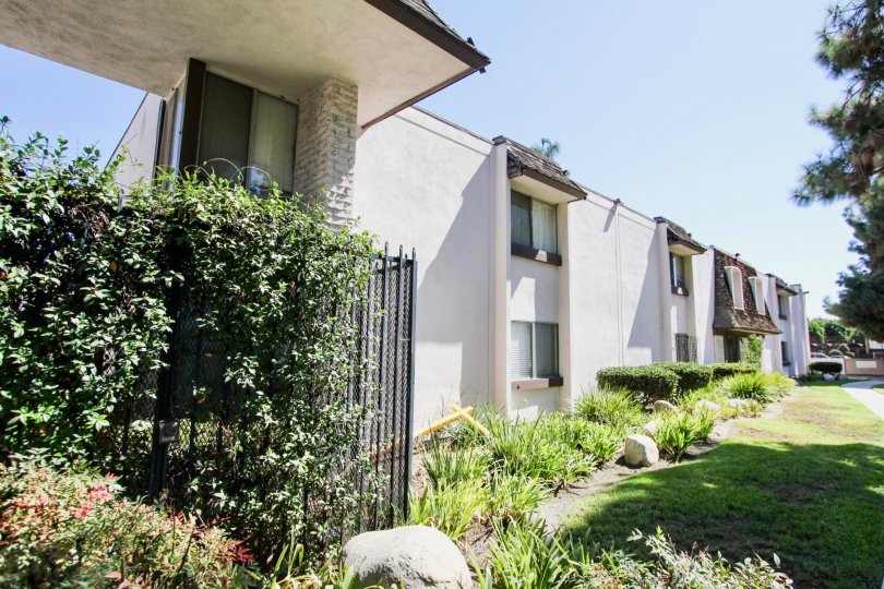 The plants around the Hampton Condominium building