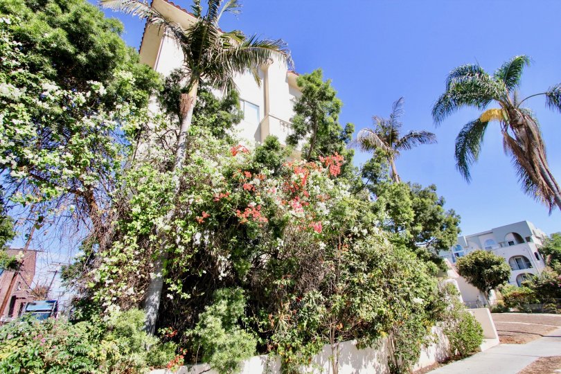 The trees around Beethoven Five