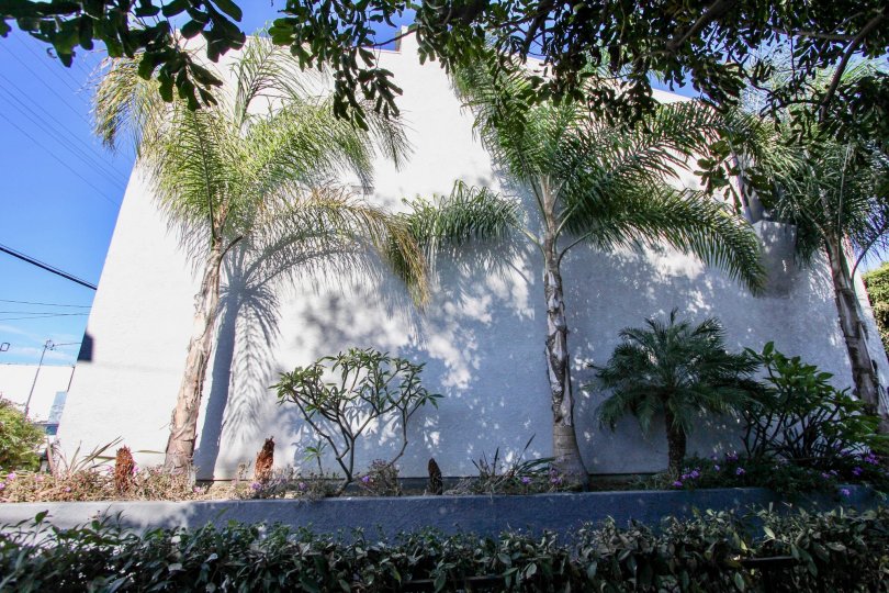 The landscaping around Marina East Townhomes