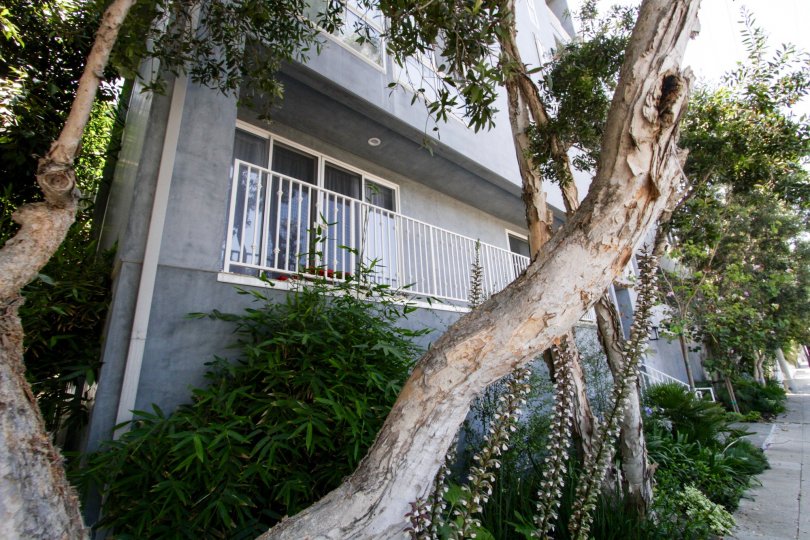 The trees around the Pacific Northstar in Marina Del Rey