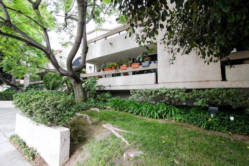 The yard in front of 401 E California Blvd