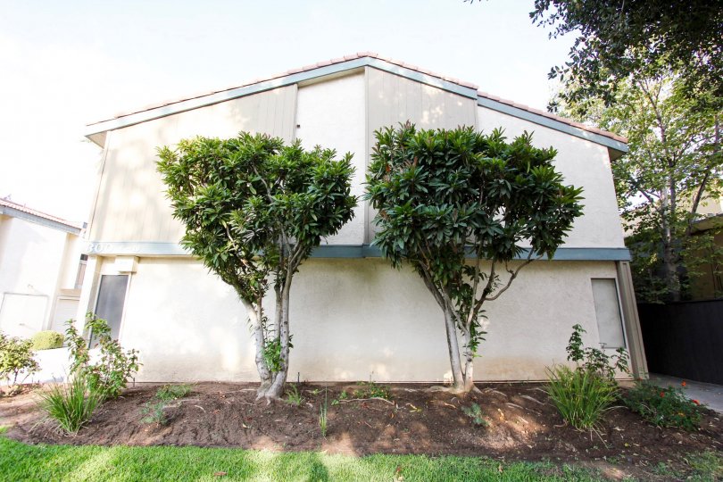 The trees around Mentor Palms in Pasadena, California
