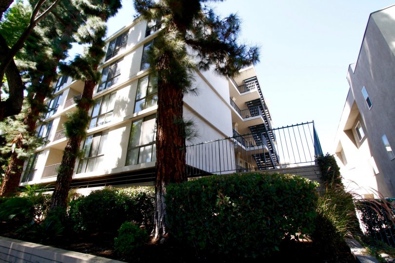 The trees around the Regency Del Mar property