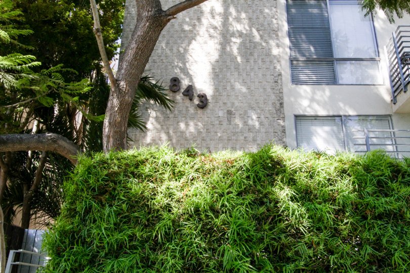 The landscaping seen at 843 4th Street in Santa Monica
