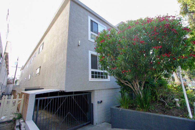 Awesome view of 944 11th St with it's floral plants, Santa Monica, California