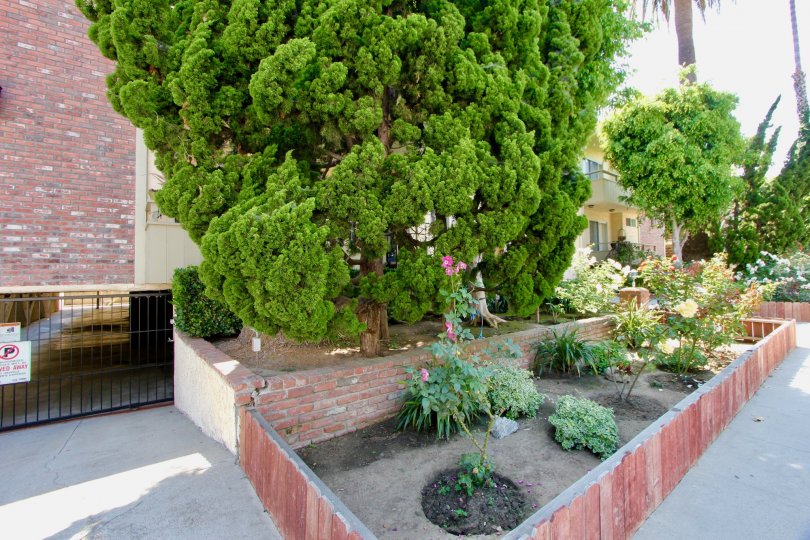 a closer look at the flower beds of Ten Twelve Seventh Street, Santa Monica, California