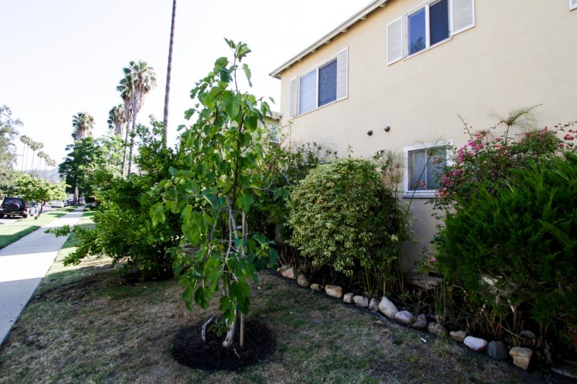 The trees seen at the Fulton Manor