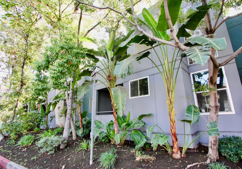 The landscaping around Sanborn Condos in Silver Lake, California