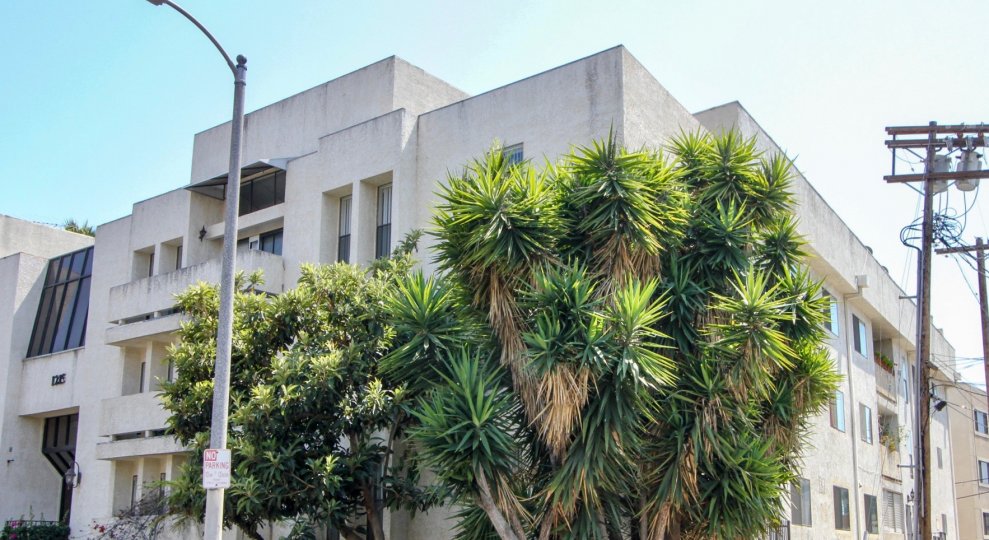 Pine and flower plants in front of A cream colored block of flats at Brockton Plaza in West LA California and also electric poles round the building