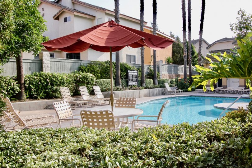 Pool view with umbrella covered table and palm trees with great landscaping