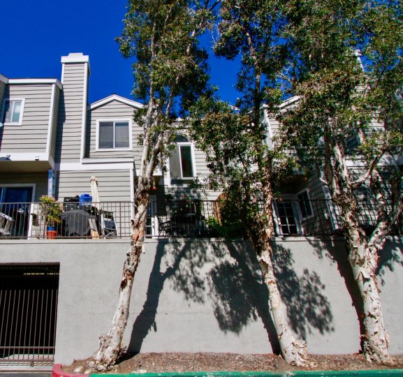 Nice Long green trees around villas in Victoria Garden Villas of Costa Mesa