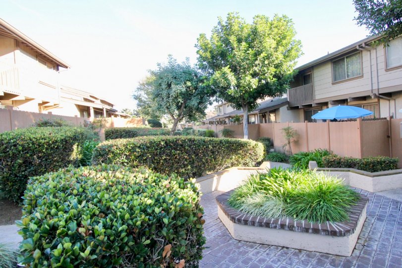 A courtyard in the Amberwood community with bushes and shrubs.