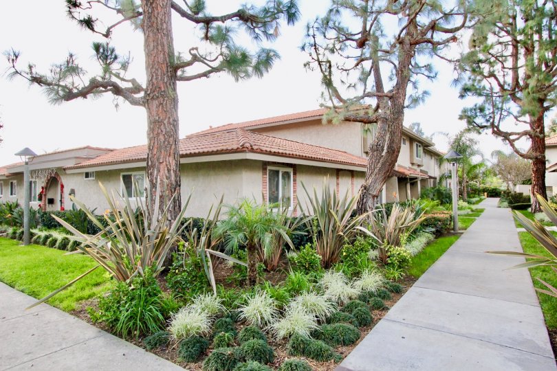 La Jolla Plaza Attractive beauty location with tree at garden grove