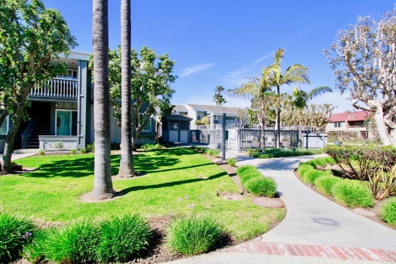 Awesome view of palm trees with lawn besides villas on a sunny day in Harbour Pacific of Huntington Beach