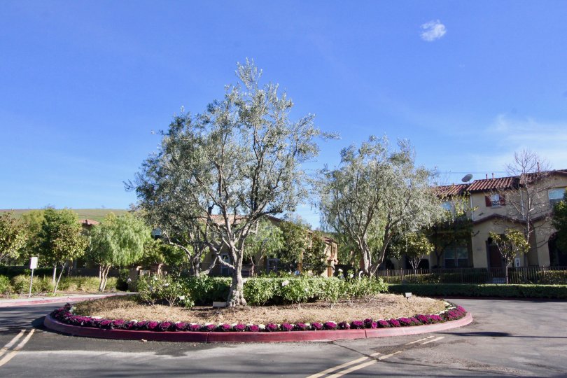 Parking lot of complex contains a landscaped oasis for ambiance or relaxing.