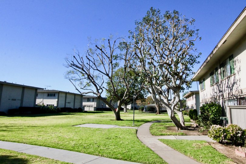Simple two-storey townhouses in the Tustin Acres with a large tree in the grassy yard,
