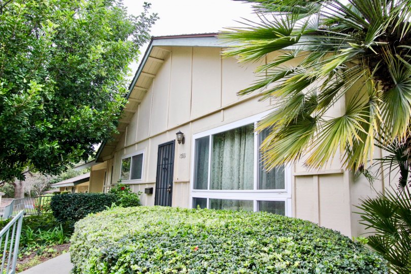 Palm trees and various other tree types surround a home with large windows in Rancho Linda community.