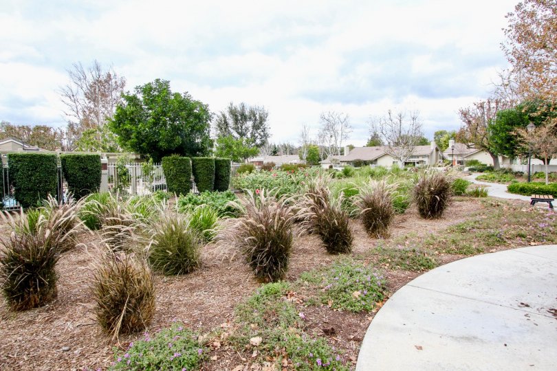 A garden in the Yorba Meadowood community with various plants on a cloudy day.