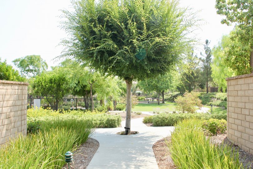 Walking path, trees, and greenery in Citrus Springs Park in Corona, CA