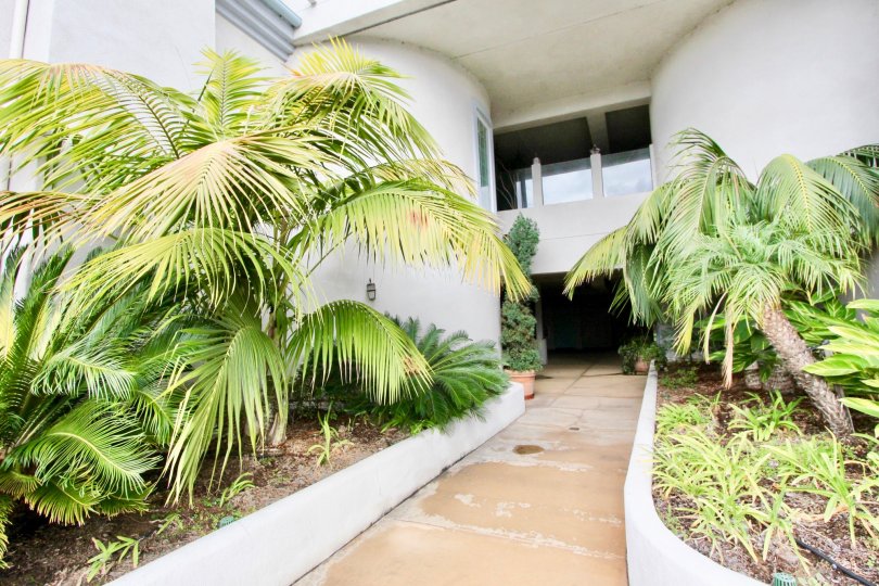 Tropical foliage outside the modern architectural private entrance of Buena Vista Village.