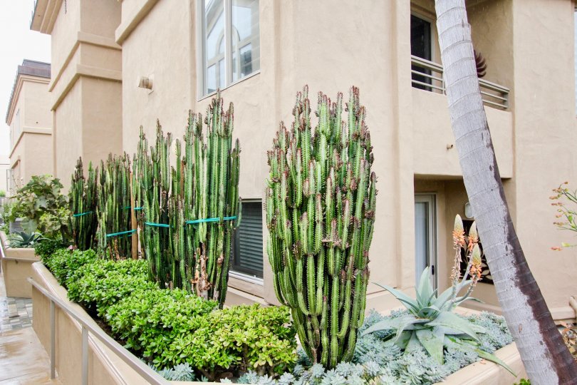 A fully bloomed garden which includes several tall cacti in the Village Walk community. The setting is in La Jolla California.