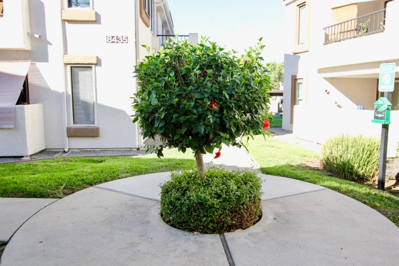 Beautiful Recreation area with trees and flowers with a lawn in between the villas in Villas at Westmore of Mira Mesa