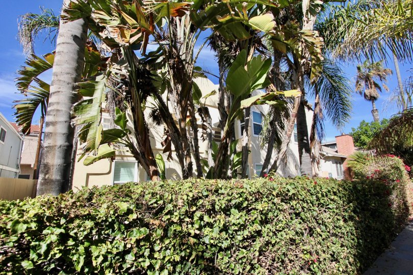 Large trees and topiaries at Isthmus Condos in Mission Beach, California.
