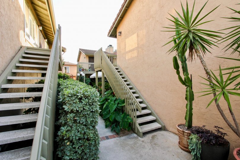 A beautiful shot of cacti in the Park Balboa community.