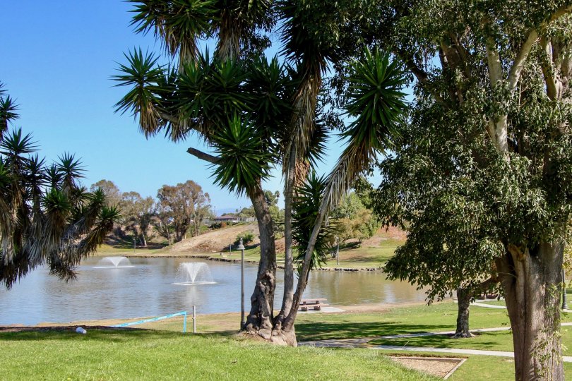 Trees by a pond with fountains at Lakeshore Villas in Oceanside, California.