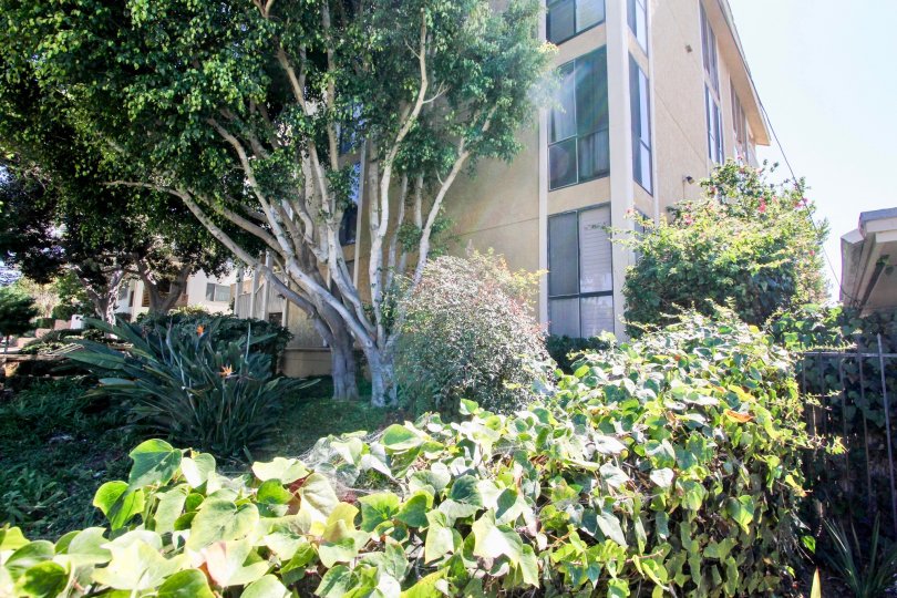 Corner view with mature trees and landscaping at Gresham La Palma in Pacific Beach, California