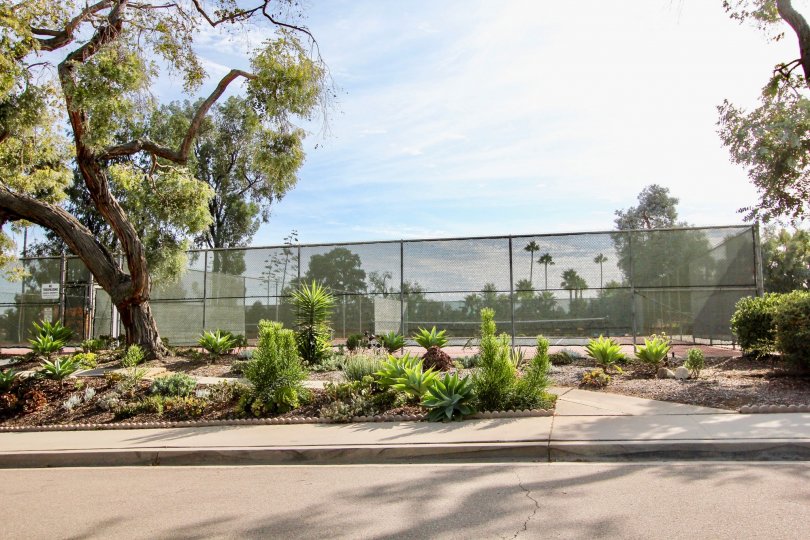 Green plants in front of a tall green fence inside Pennant Village located in University city CA