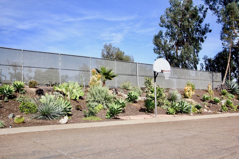 Garden decorated with cactus and plant in basket ball ground in Pennant Village