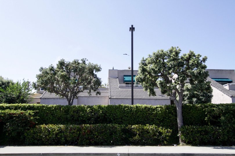 Del Rey Colony Condos, Lofts & Townhomes For Sale Del Rey Colony Real