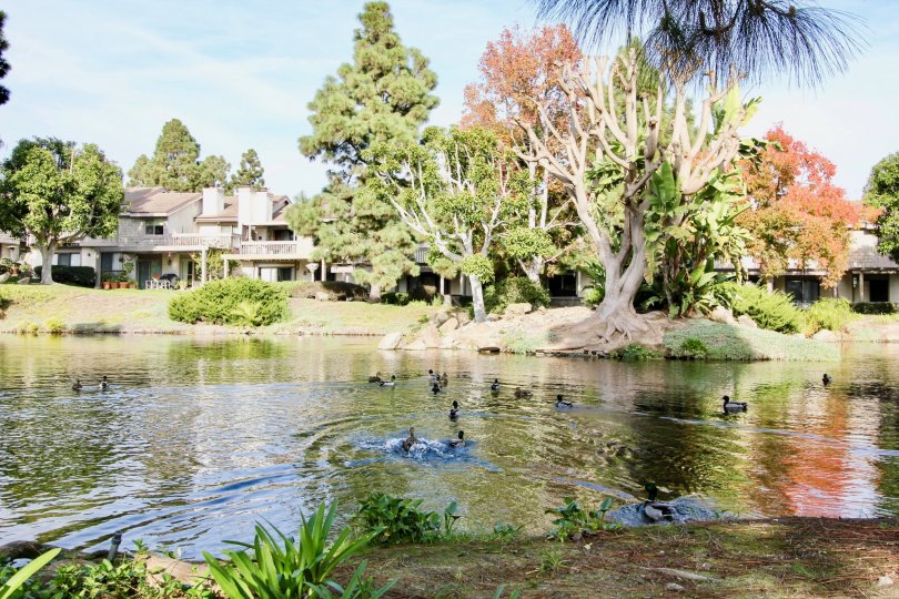 Old Mill Pond Condos, Lofts & Townhomes For Sale Old Mill Pond Real