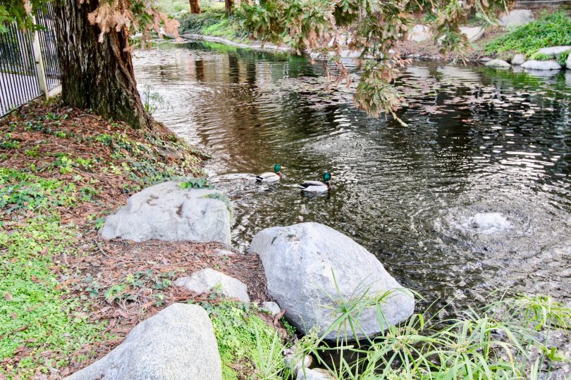 Morningside On The Lake Condos, Lofts & Townhomes For Sale Morningside On The Lake Real Estate