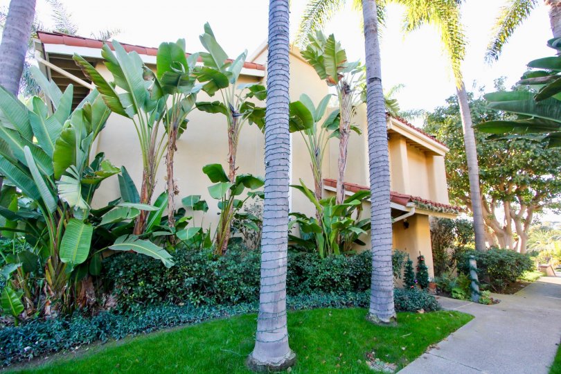 Cancun Racquet Club Condos, Lofts & Townhomes For Sale Cancun Racquet