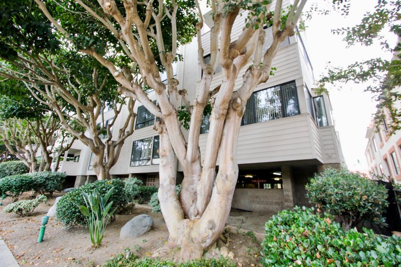 Clinton Manor Condos, Lofts & Townhomes For Sale Clinton Manor Real Estate Clinton Manor, La