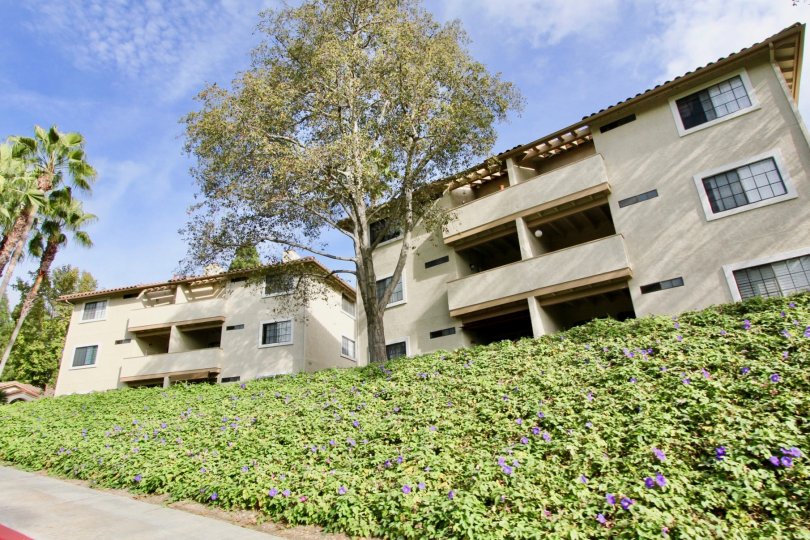 Vista Way Village Condos, Lofts & Townhomes For Sale Vista Way